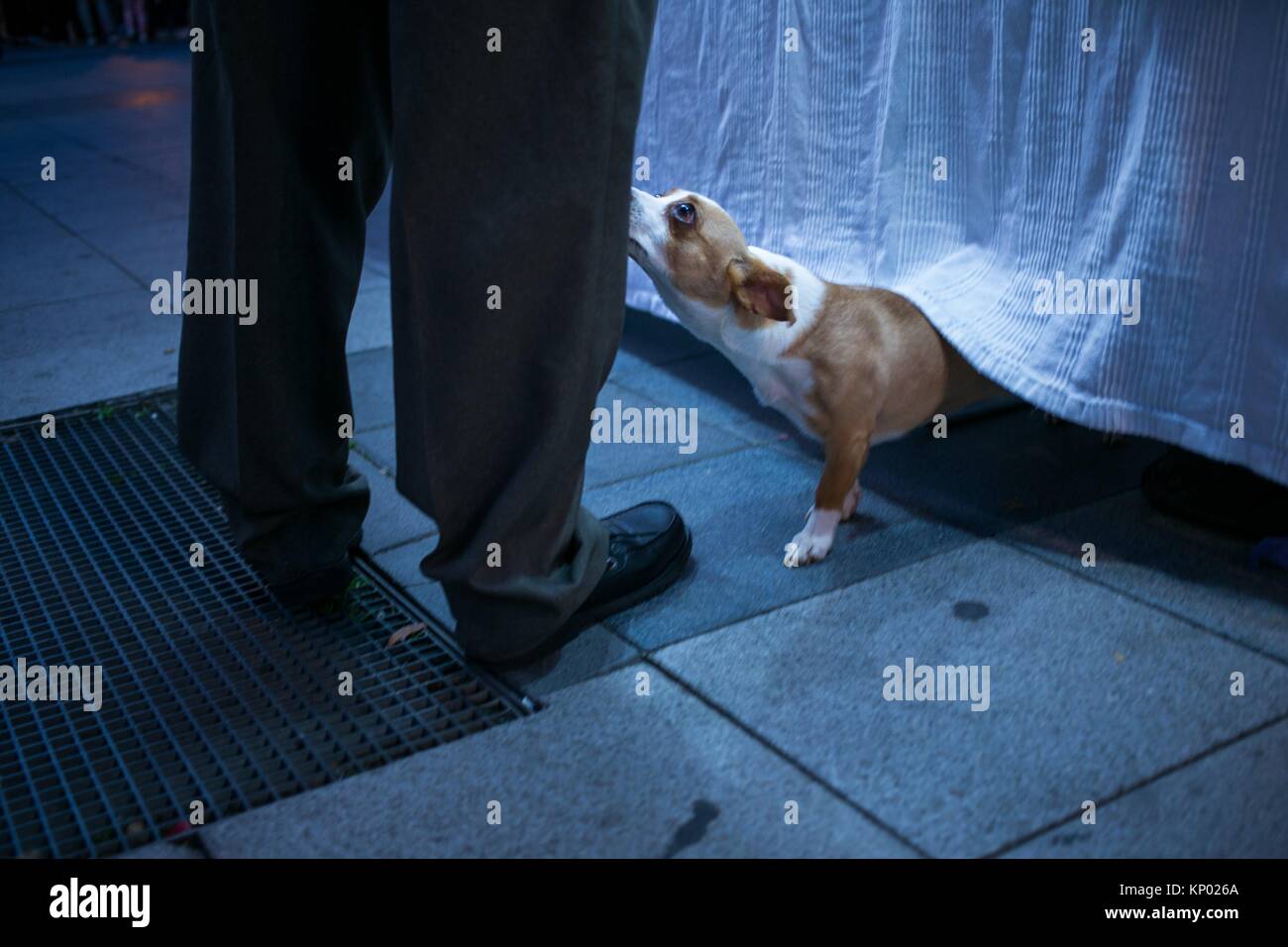 Submissive dog and man´s legs Stock Photo