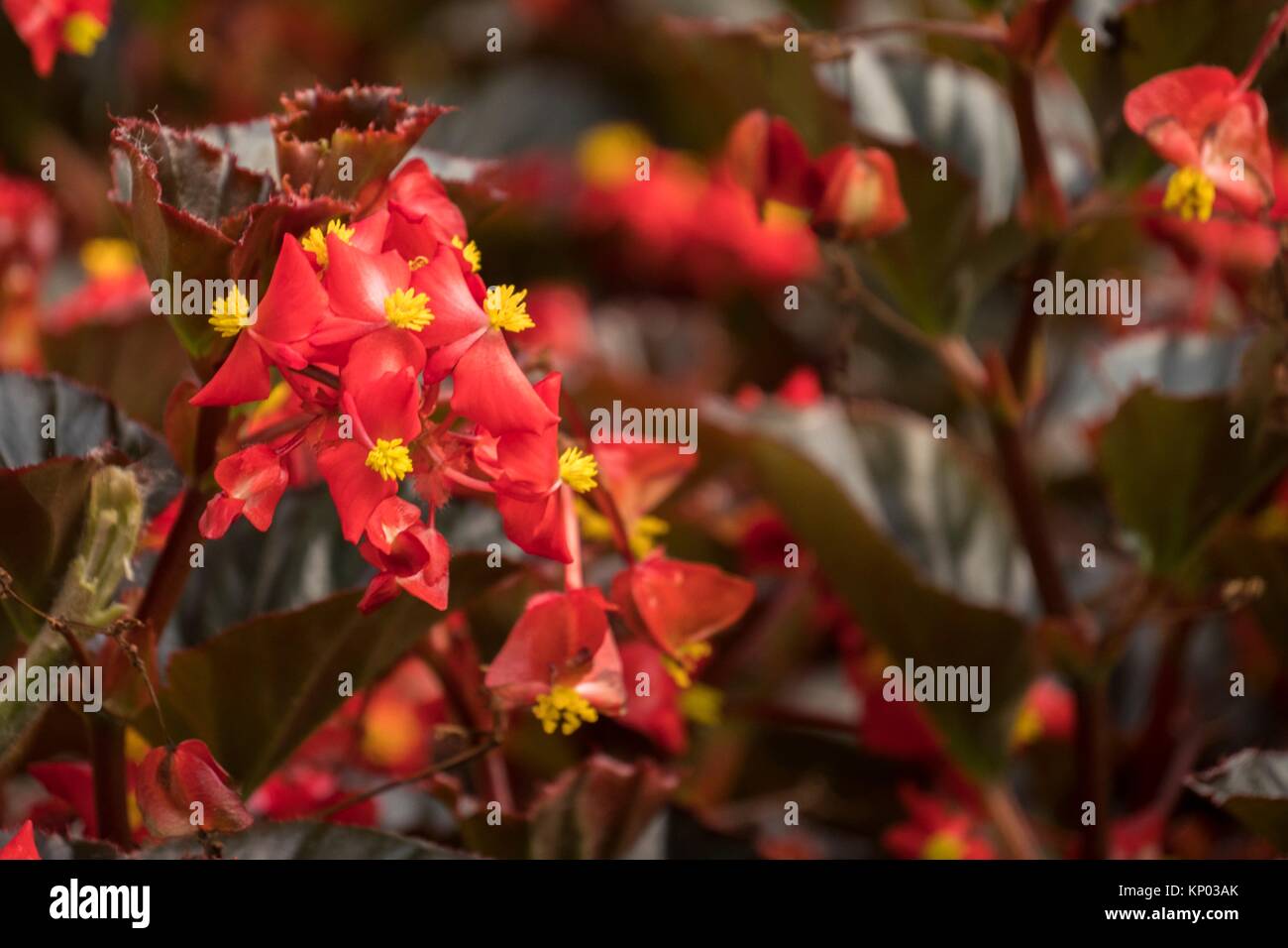 Flower. Cameron Highland, Pahang, Malaysia Stock Photo Alamy