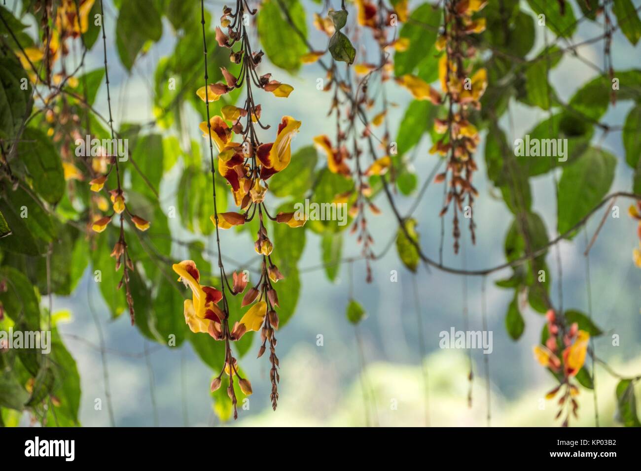 Flower. Cameron Highland, Pahang, Malaysia Stock Photo Alamy
