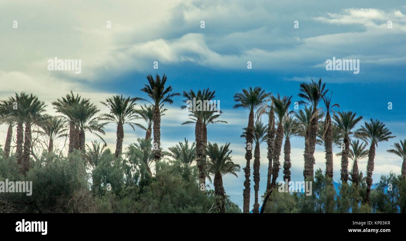 Palm trees survive in the Furnace Creek area of Death Valley National