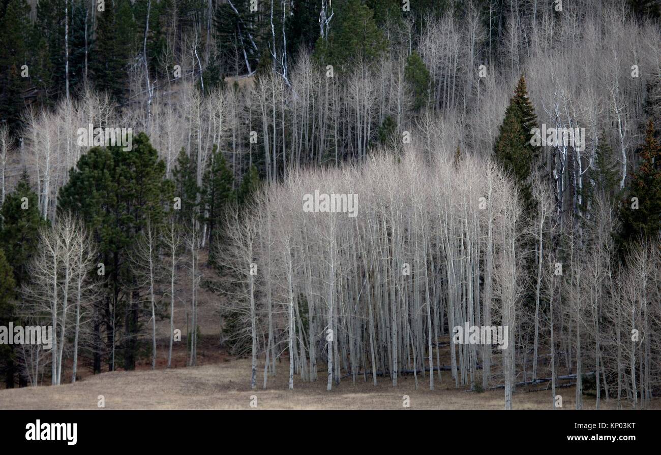 Aspen trees along Utah's Highway 12 in the Dixie National Forest near
