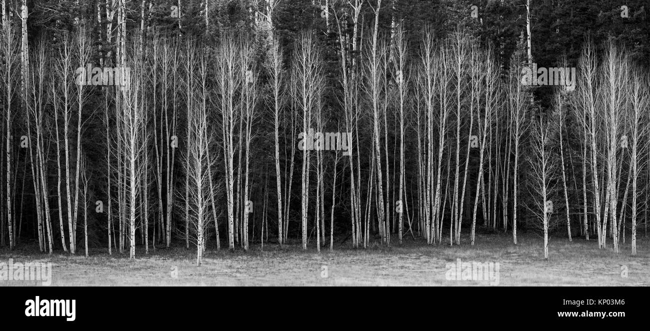 Leaveless Aspen Trees at Kaibab National Forest, Arizona Stock Photo Alamy