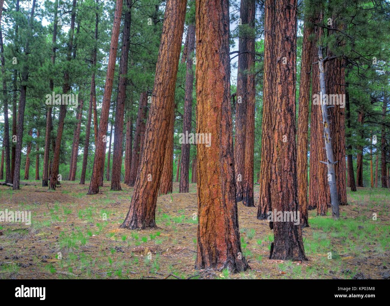 Ponderosa Pines thrive at The Kaibab National Forest near the north rim of The Grand Canyon