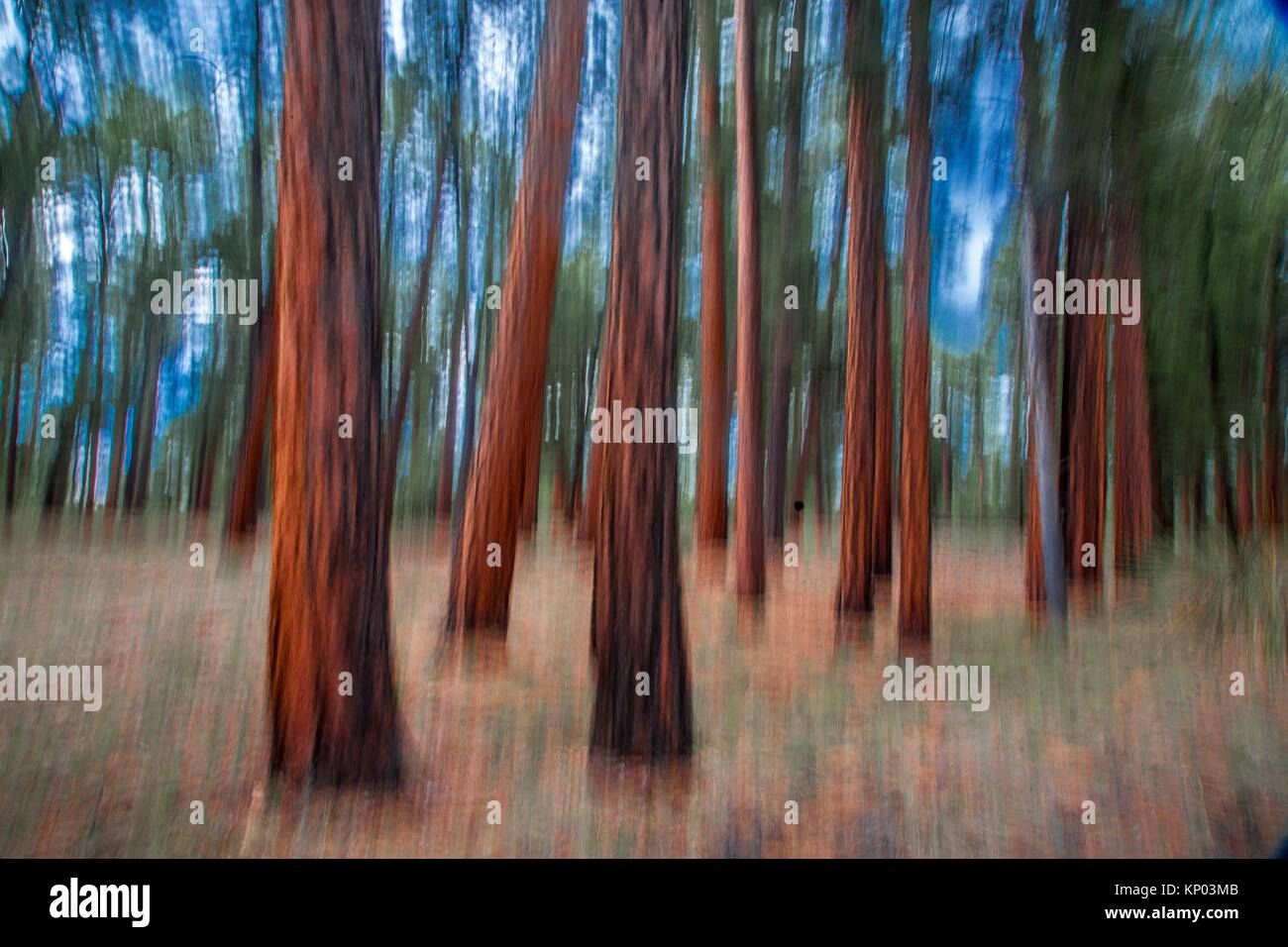 Ponderosa Pines thrive at The Kaibab National Forest near the north rim of The Grand Canyon