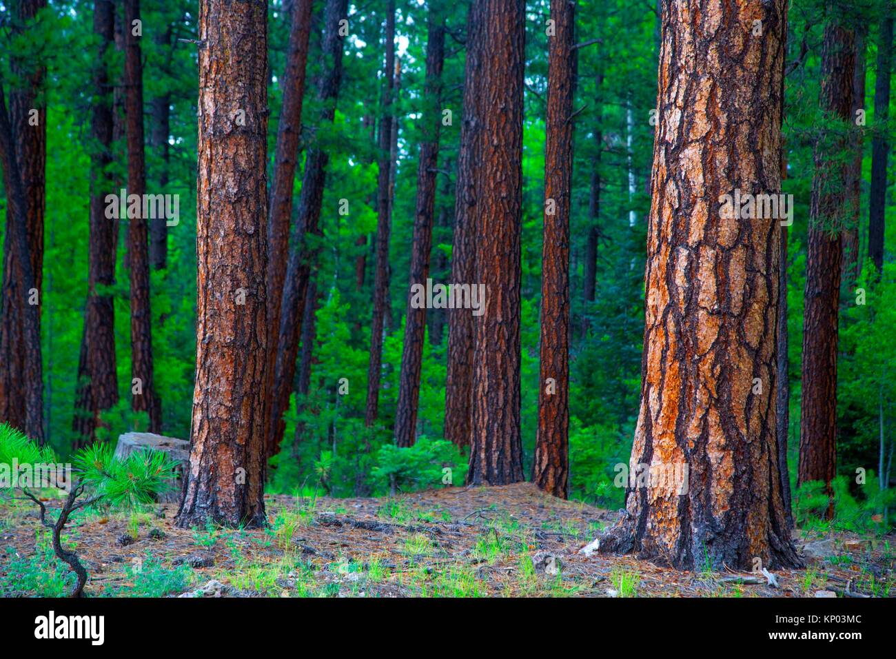 Ponderosa Pines thrive at The Kaibab National Forest near the north rim of The Grand Canyon, Arizona. Stock Photo