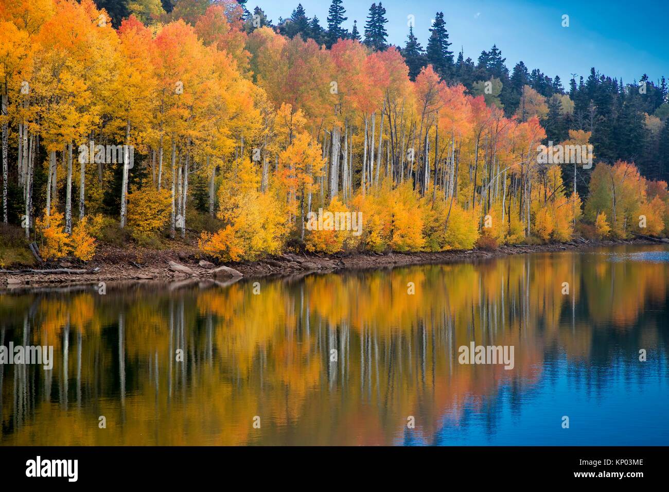 Fall colors from Aspen trees are reflected in the still waters of Kolob