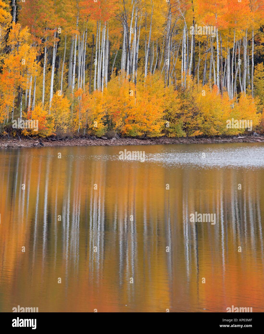 Fall colors from Aspen trees are reflected in the still waters of Kolob