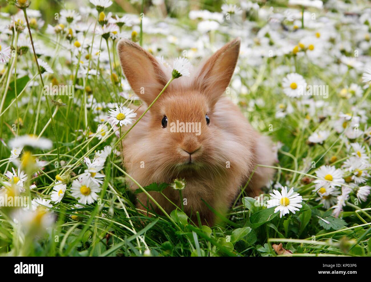 Rabbit Stockholm Stock Photo