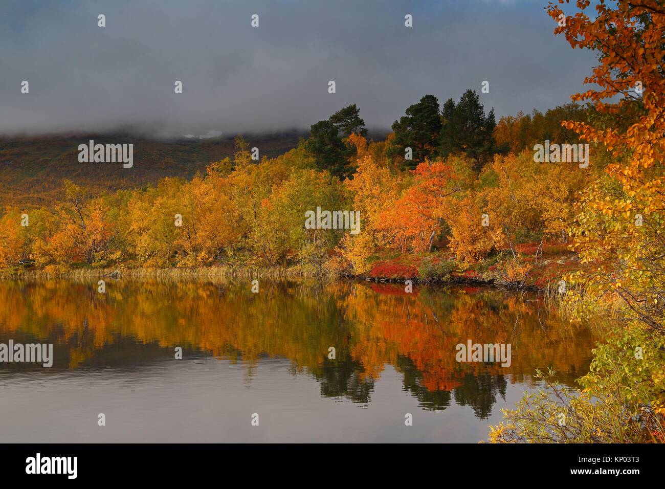 Autumn colours in Abisko national park. Lappland, Sweden Stock Photo