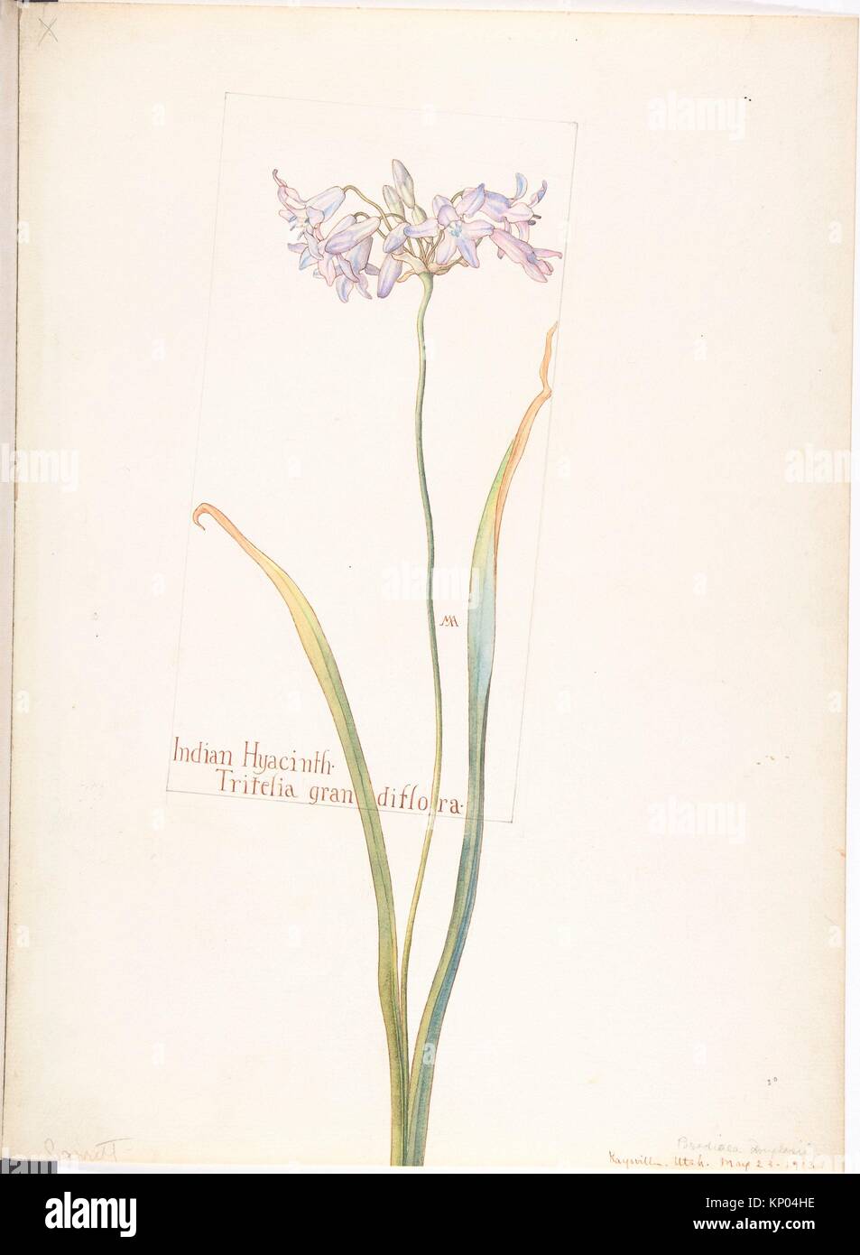 Indian Hyacinth, Tritelia grandiflora. Artist: Margaret Neilson ...