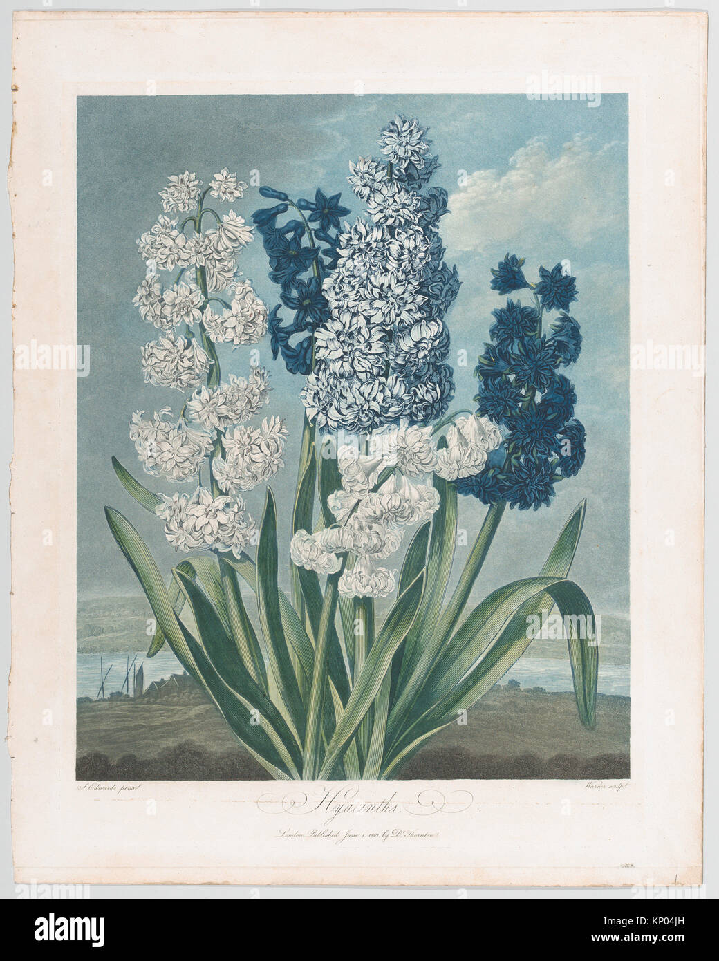 British flora hi-res stock photography and images - Alamy