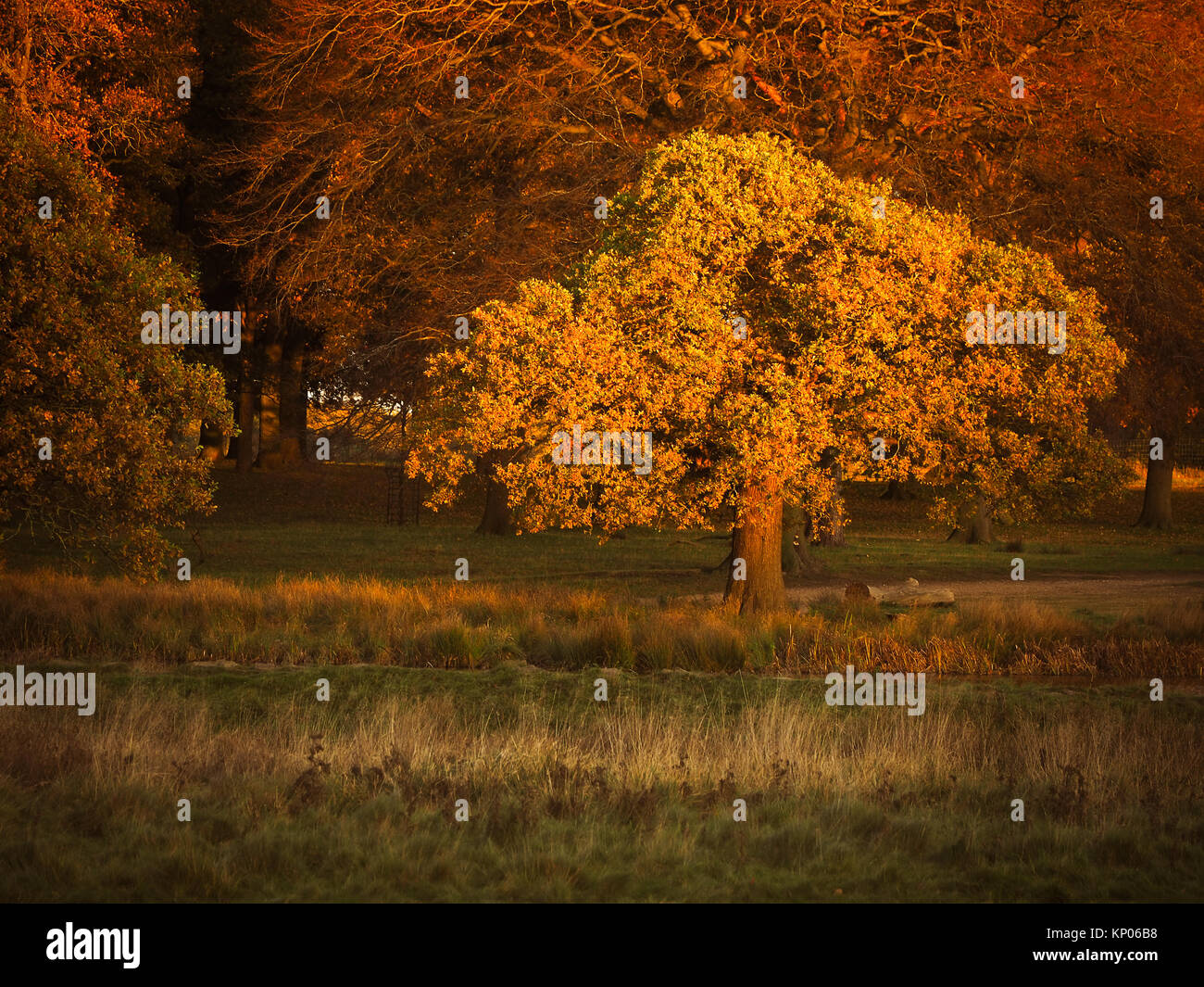 Autumn Dawn Stock Photo Alamy