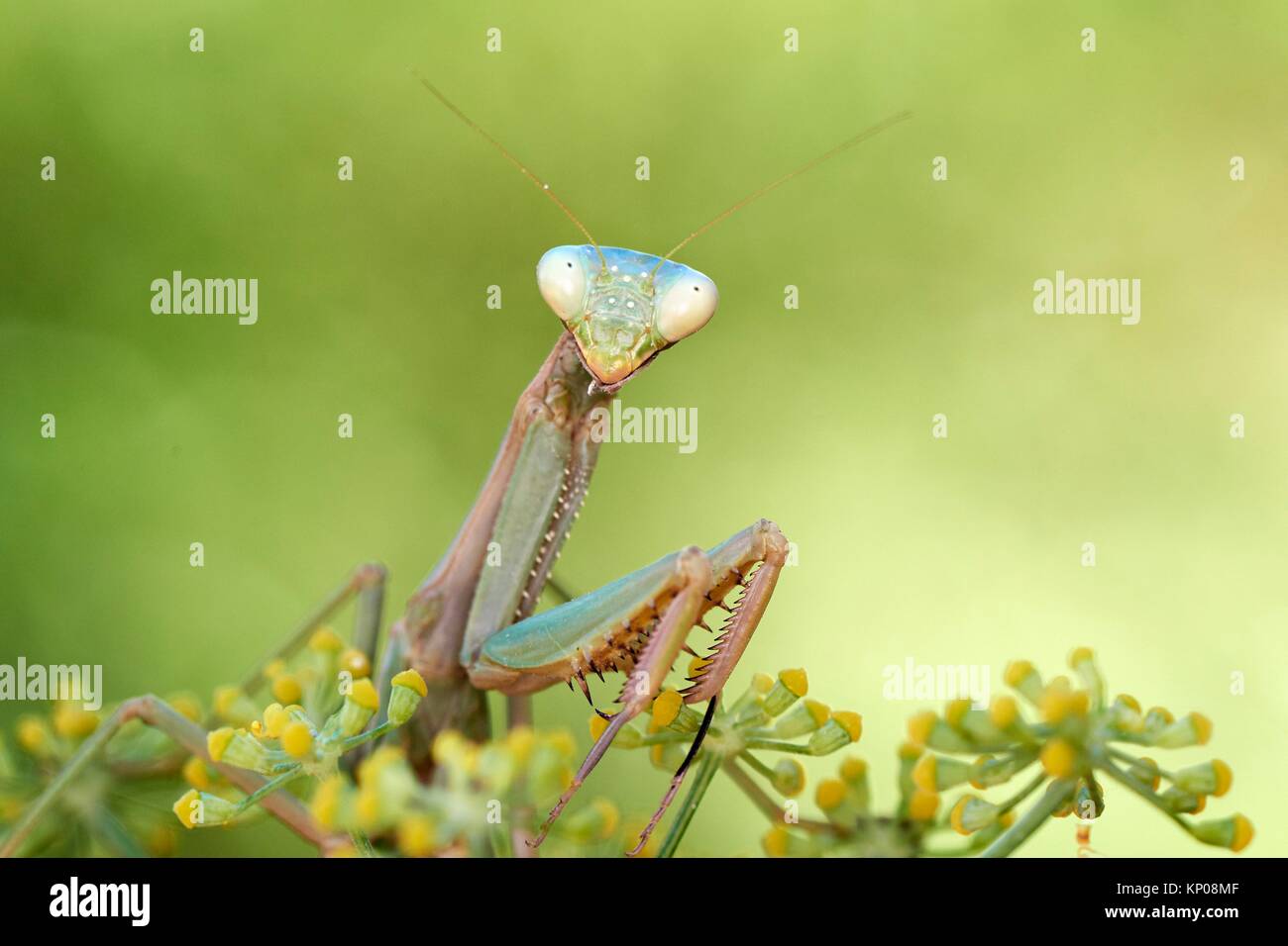 European Mantis or praying mantis (Mantis religiosa), Benalmadena, Malaga province, Andalusia, Spain. Stock Photo
