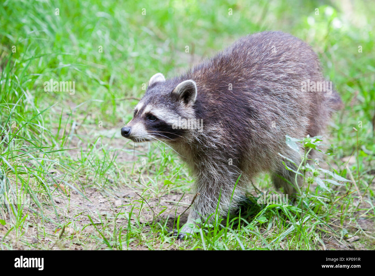 Rattan Racoon portrait of a racoon in a nature scene Stock Photo - Alamy