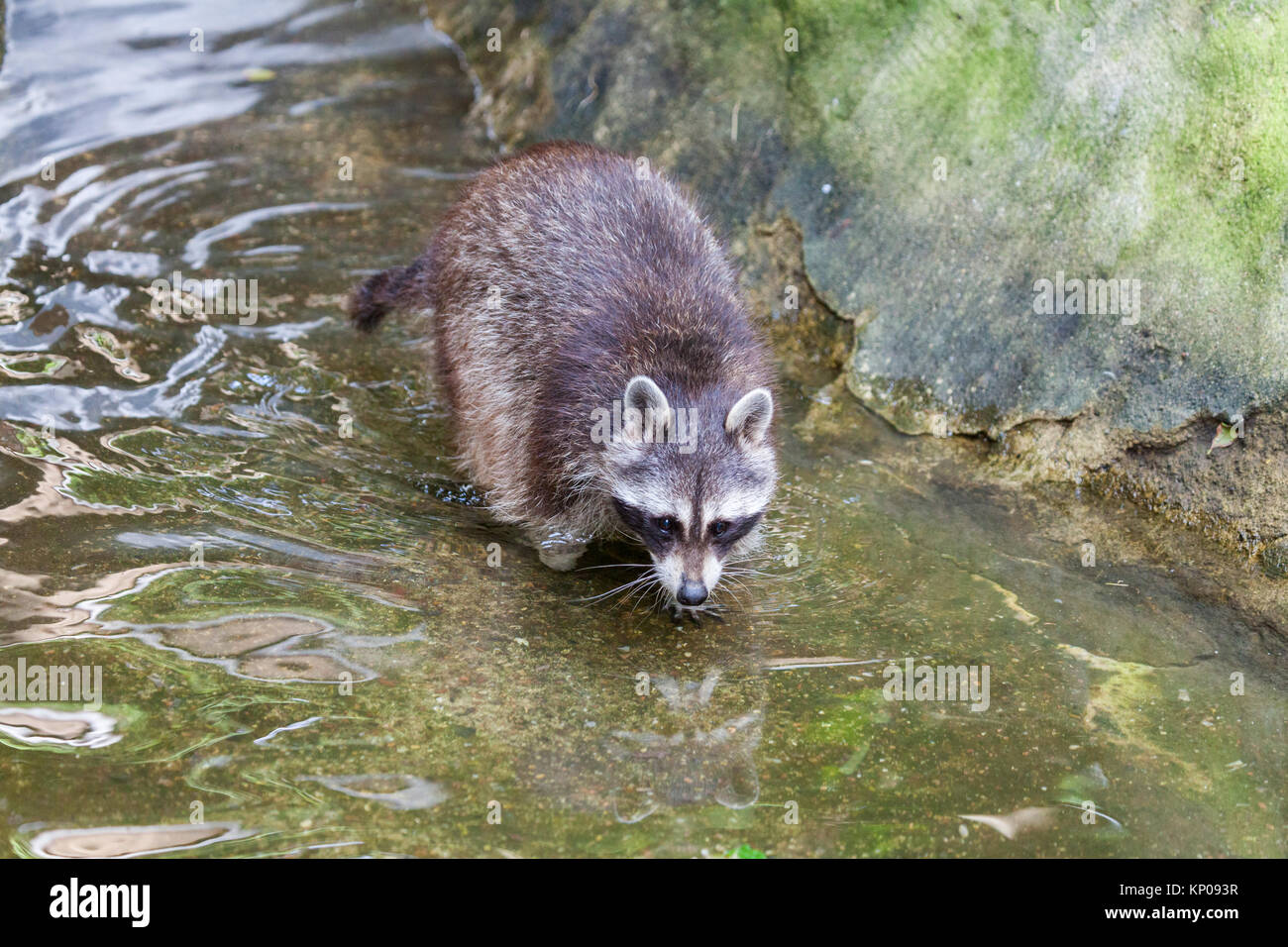 portrait of a racoon in a nature scene Stock Photo