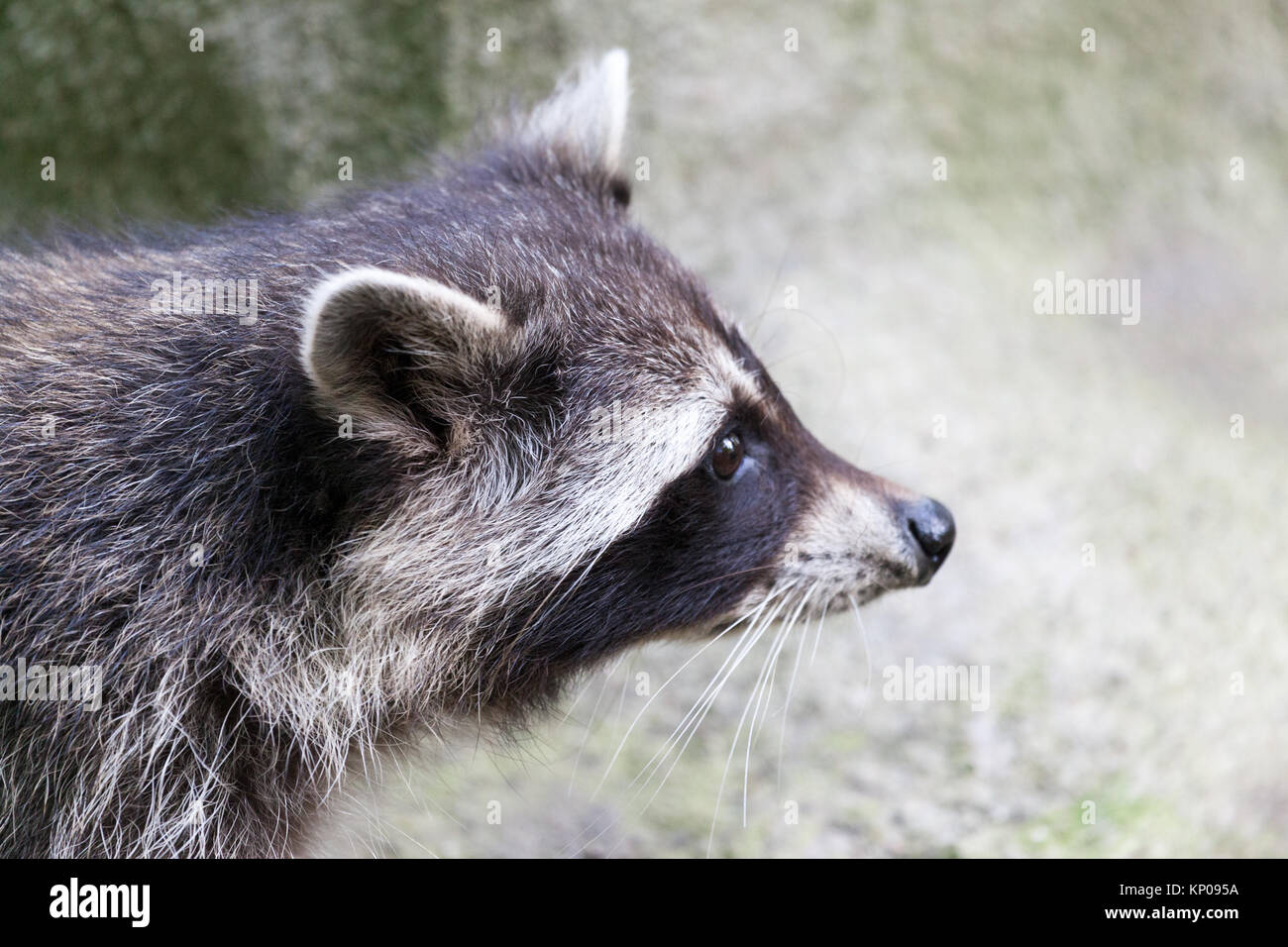 portrait of a racoon in a nature scene Stock Photo