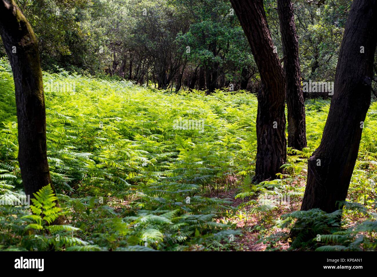 Bosque y helechos en Noja. Cantabria. España. Europa Stock Photo Alamy