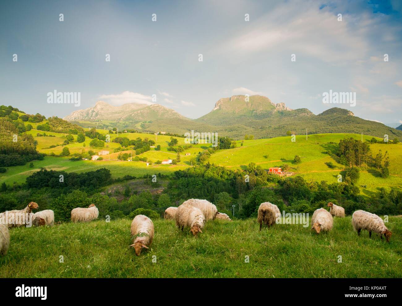 Lana de lana hi-res stock photography and images - Alamy