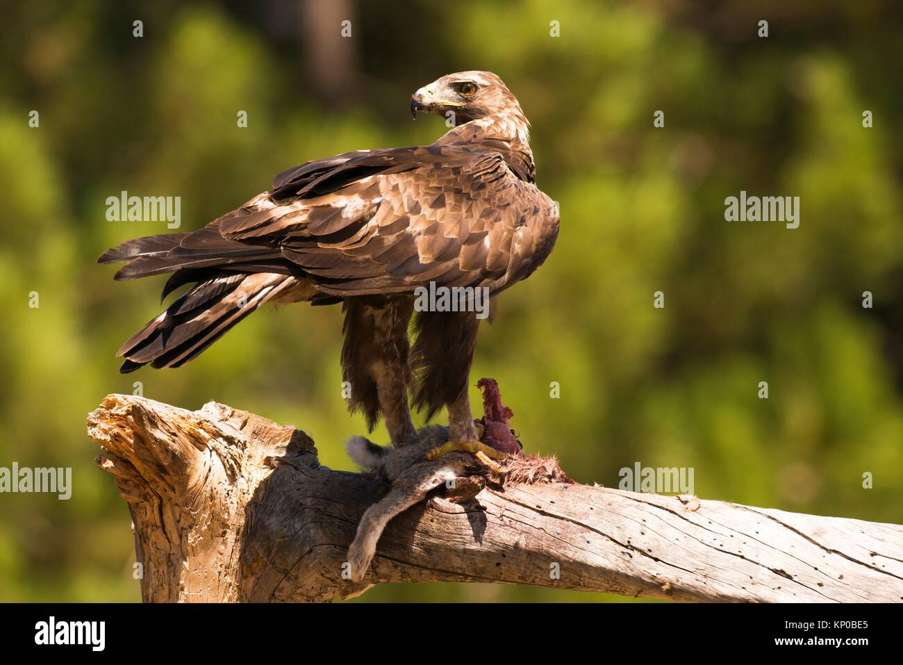 Rabbit Eating Tree Stock Photos Rabbit Eating Tree Stock