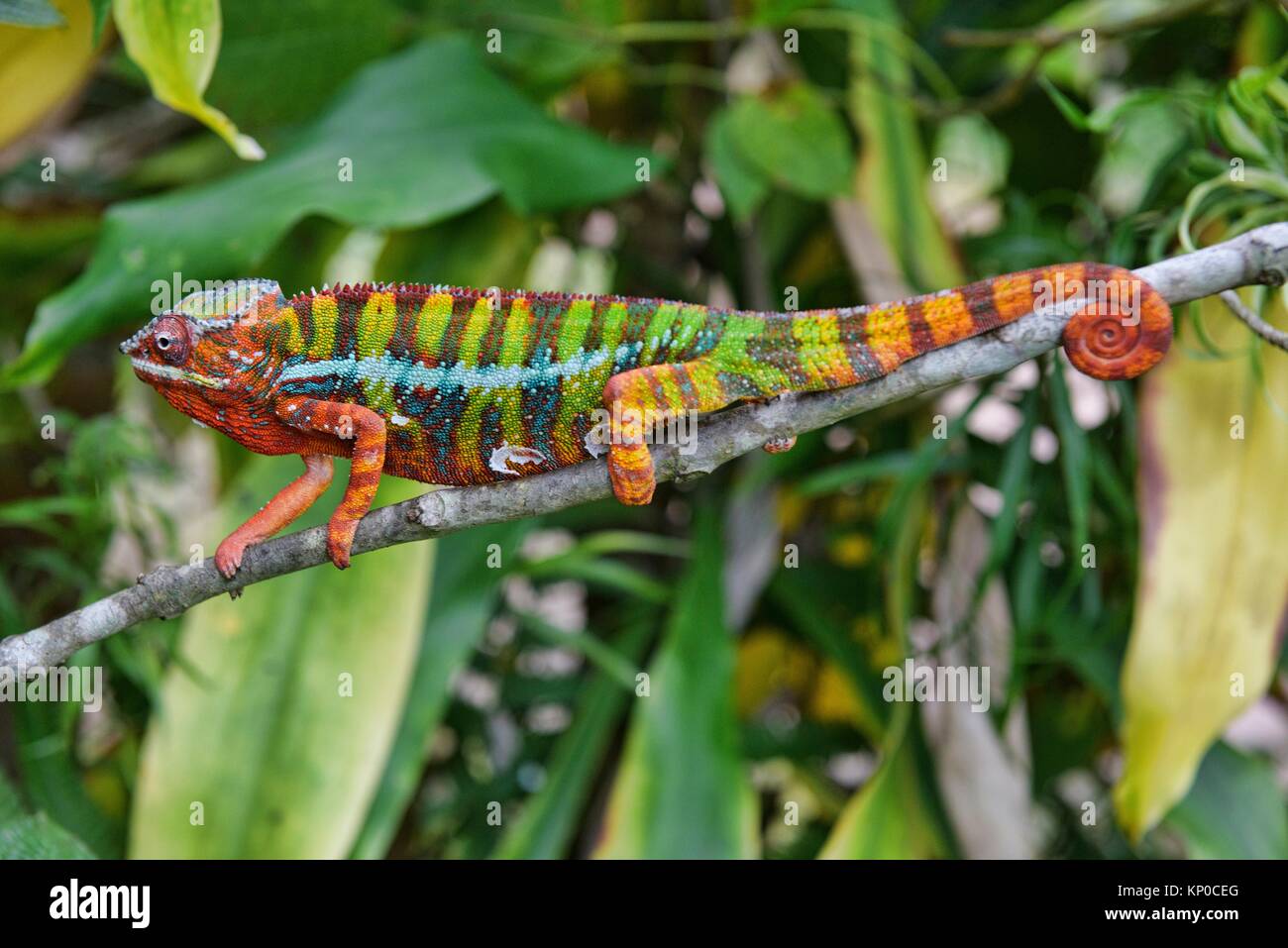 Colourful Panther chameleon (Furcifer pardalis), Andasibe-Mantadia National Park, Madagascar. Stock Photo