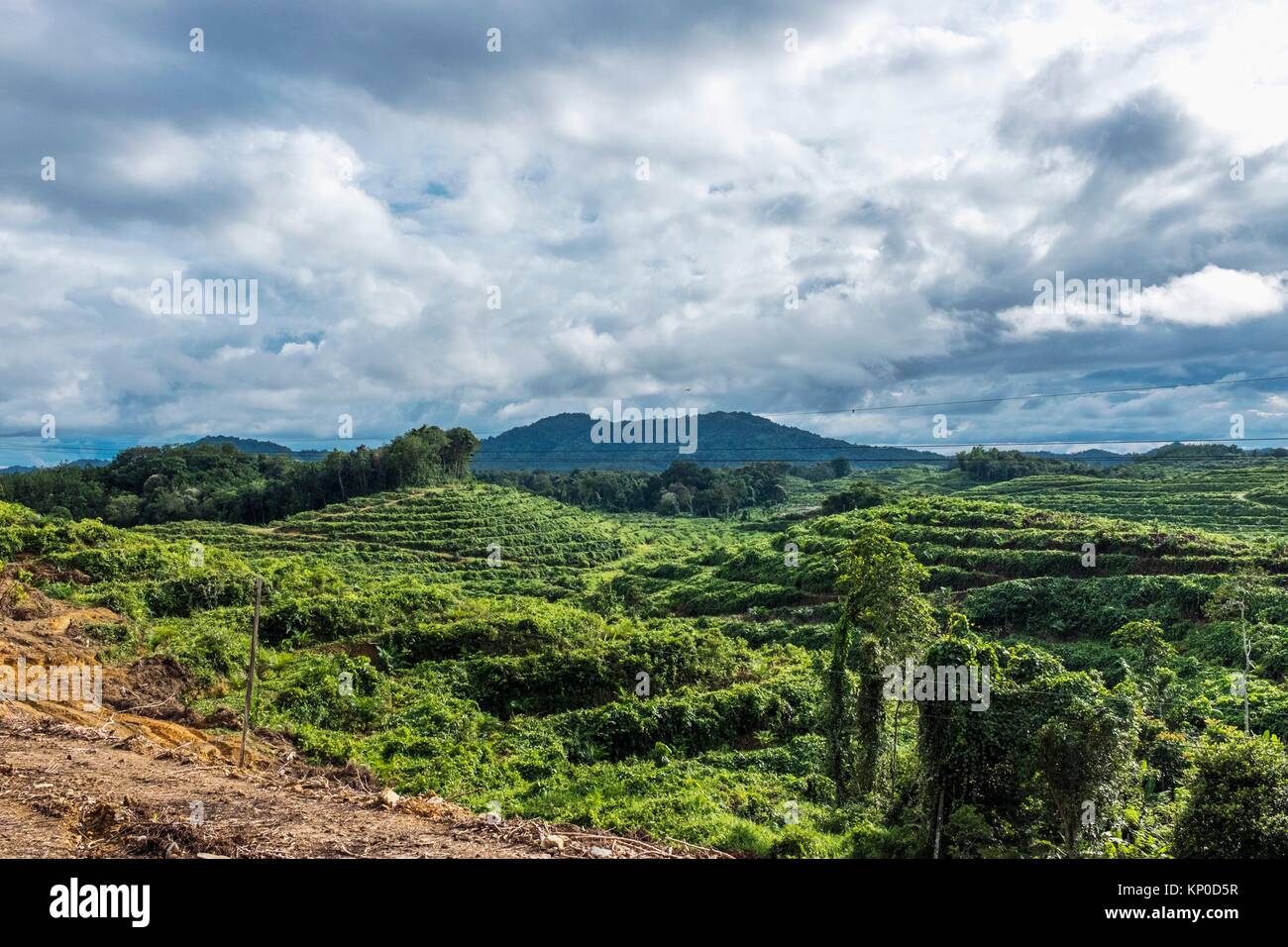 Palm Oil Malaysia High Resolution Stock Photography And Images Alamy