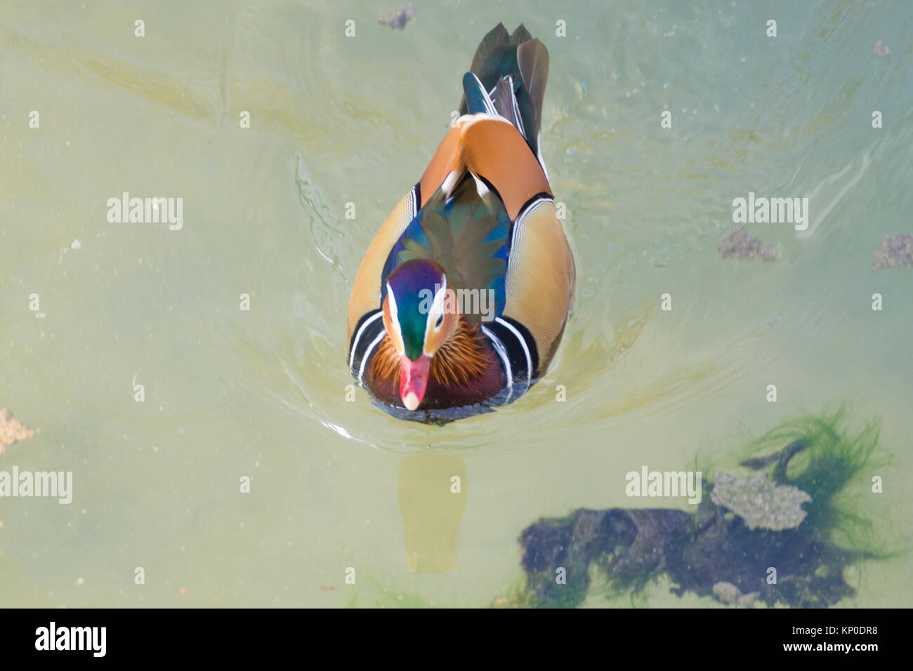 Mandarin duck close up from Sile river natural park. Italian wildlife ...