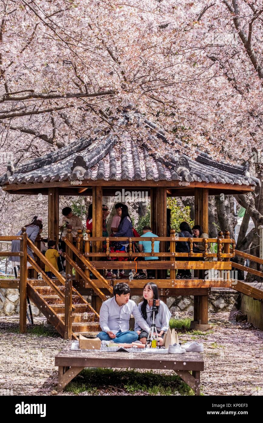 Jinhae Cherry Blossom Festival in South Korea, Gyeonghwayeok train