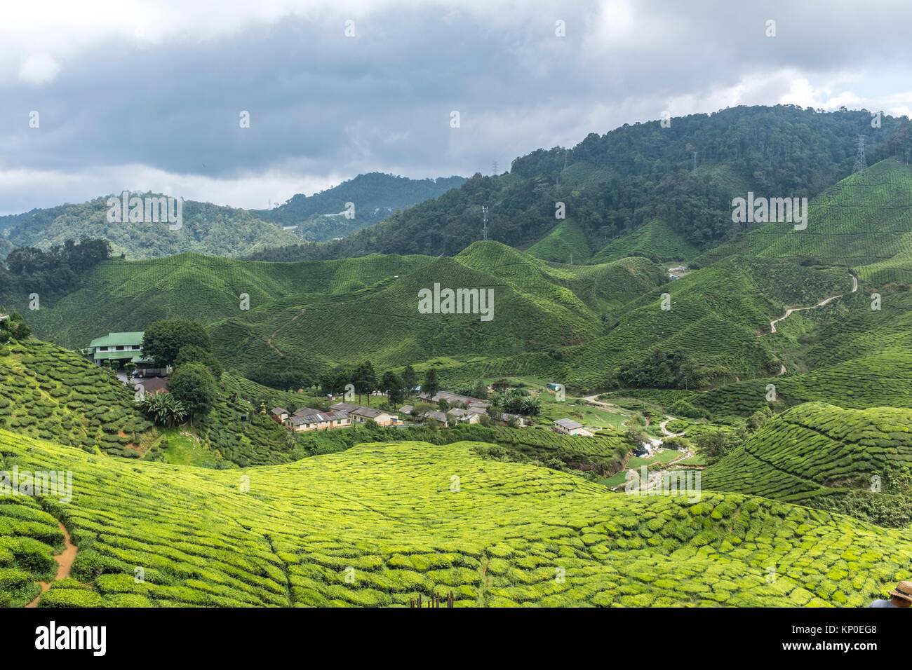 Tea plantation on green hills, Cameron Highland, Pahang, Malaysia Stock