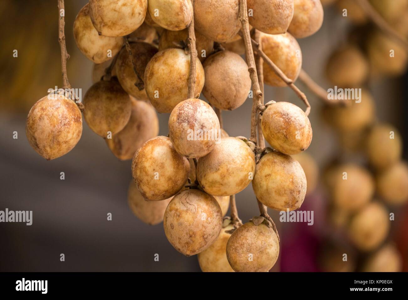 ´Buah langsat´´ Malaysian sweet and sour fruits in Cameron Highland, Pahang Stock Photo