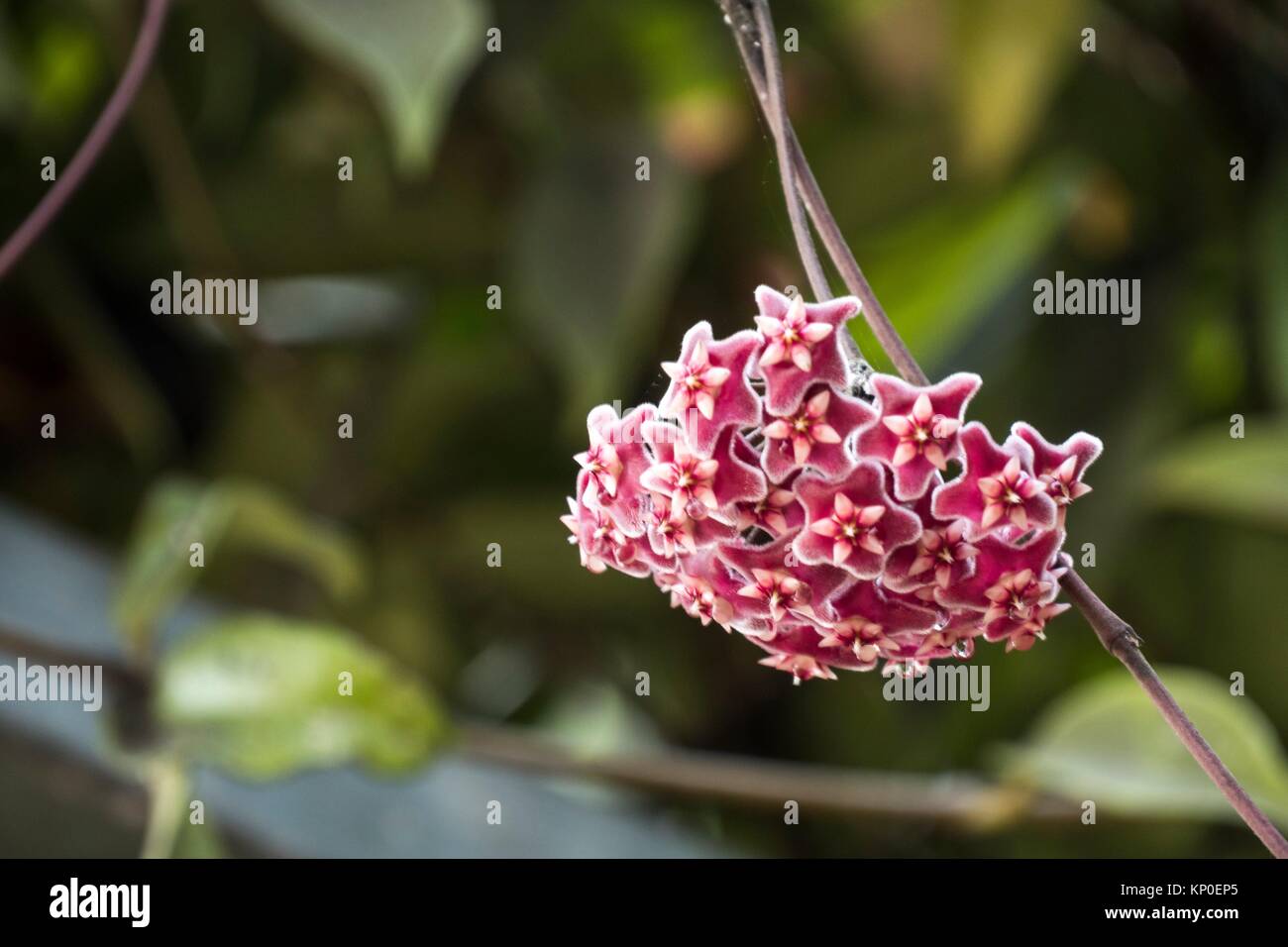 Flower. Cameron Highland, Pahang, Malaysia Stock Photo Alamy