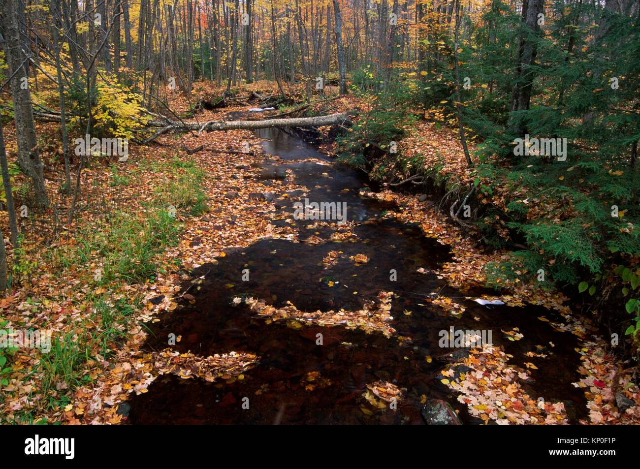 Morgan Creek, Chequamegon-Nicolet National Forest, Wisconsin. Stock Photo