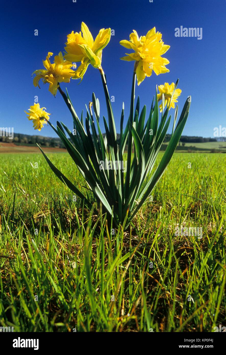 Daffodil Farm High Resolution Stock Photography and Images Alamy