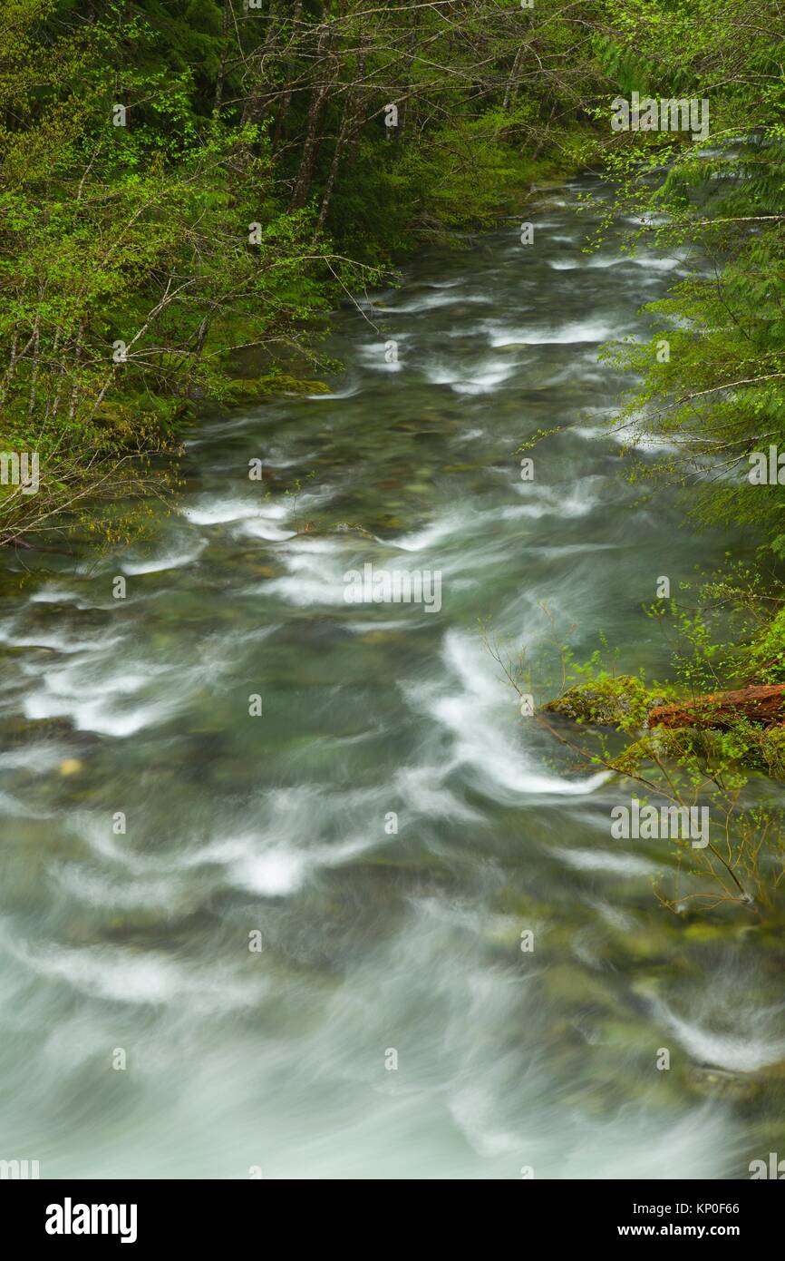 Battle Axe Creek at Jawbone Flats, Opal Creek Scenic Recreation Area, Willamette National Forest, Oregon. Stock Photo