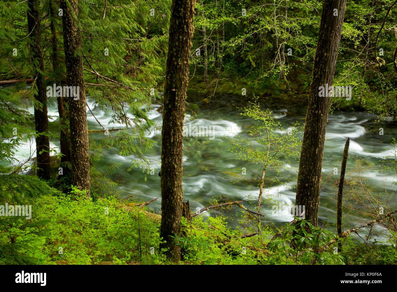 Opal Creek along Kopetski Trail, Opal Creek Scenic Recreation Area, Willamette National Forest, Oregon. Stock Photo