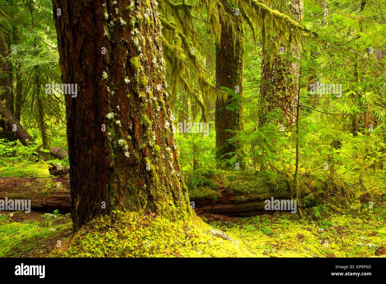 Ancient forest along Kopetski Trail, Opal Creek Scenic Recreation Area, Willamette National Forest, Oregon. Stock Photo