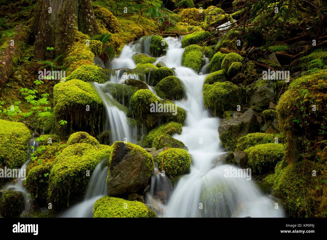 Creek along Kopetski Trail, Opal Creek Scenic Recreation Area, Willamette National Forest, Oregon. Stock Photo