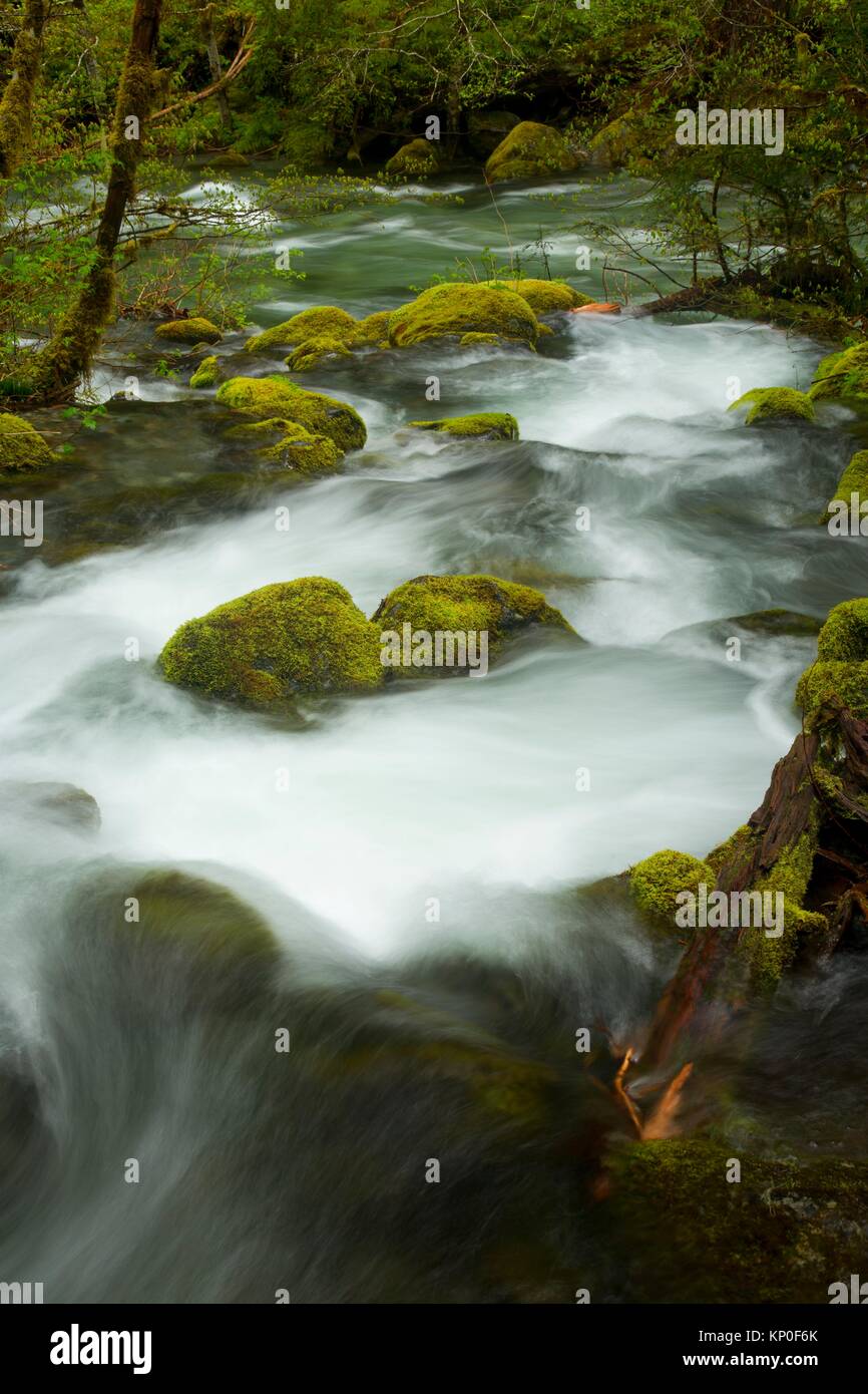 Creek along Kopetski Trail, Opal Creek Scenic Recreation Area, Willamette National Forest, Oregon. Stock Photo