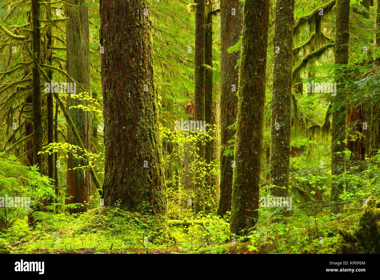 Ancient forest along Opal Creek Trail, Opal Creek Scenic Recreation Area, Willamette National Forest, Oregon. Stock Photo