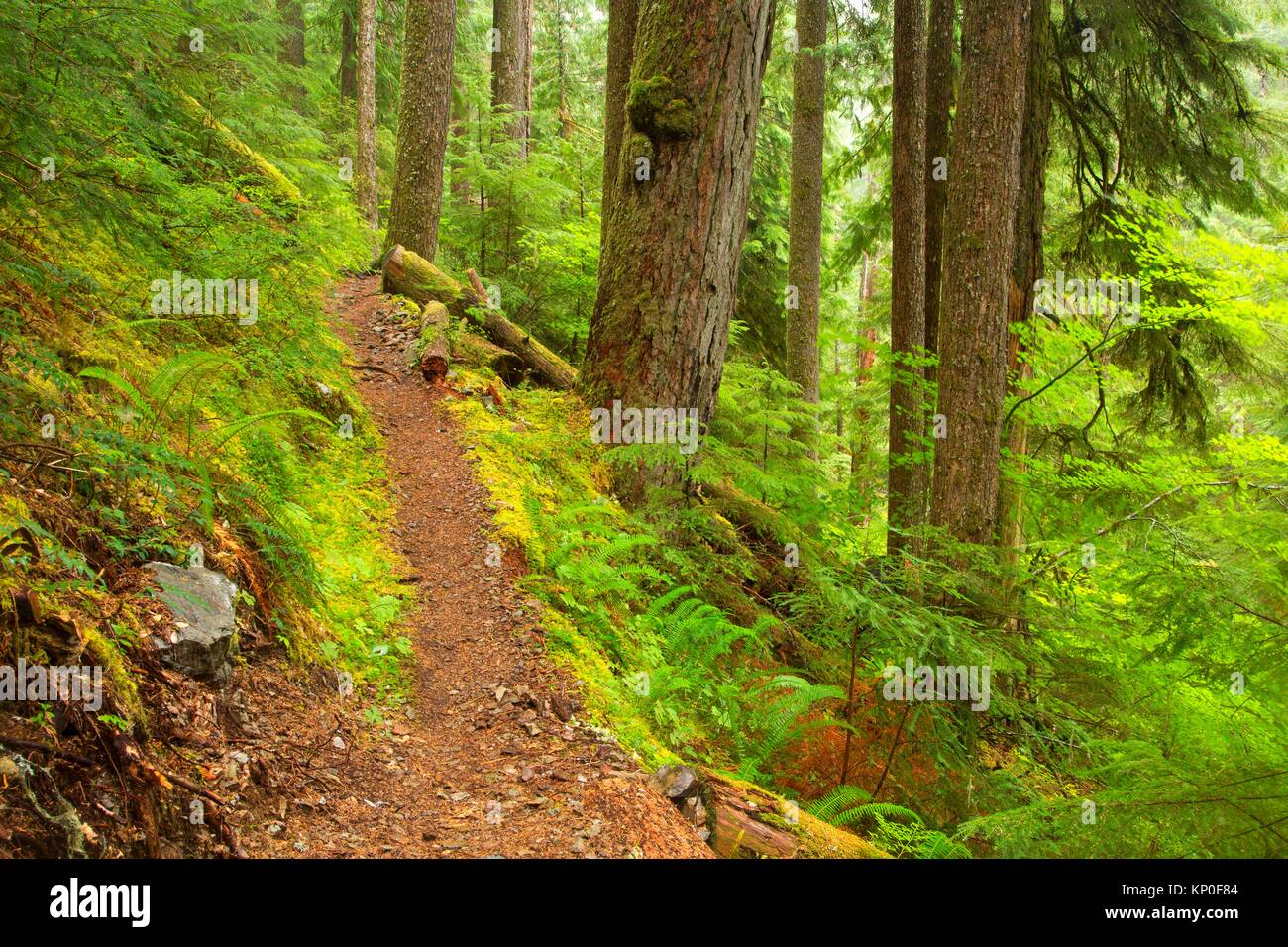 Opal Creek Trail, Opal Creek Scenic Recreation Area, Willamette National Forest, Oregon. Stock Photo