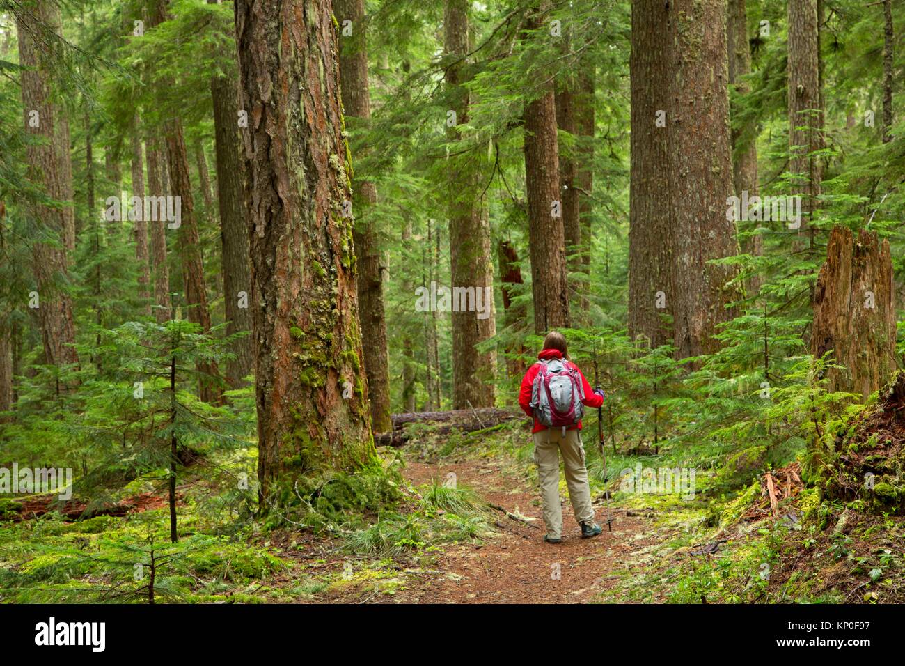 Pamelia Lake Trail, Mt Jefferson Wilderness, Willamette National Forest, Oregon. Stock Photo