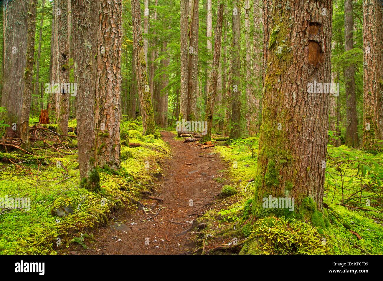 Pamelia Lake Trail, Mt Jefferson Wilderness, Willamette National Forest, Oregon. Stock Photo