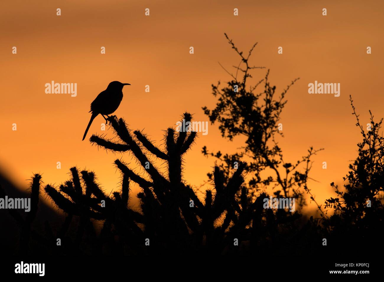 Thrasher sunset, McDowell Mountain Regional Park, Maricopa County, Arizona. Stock Photo