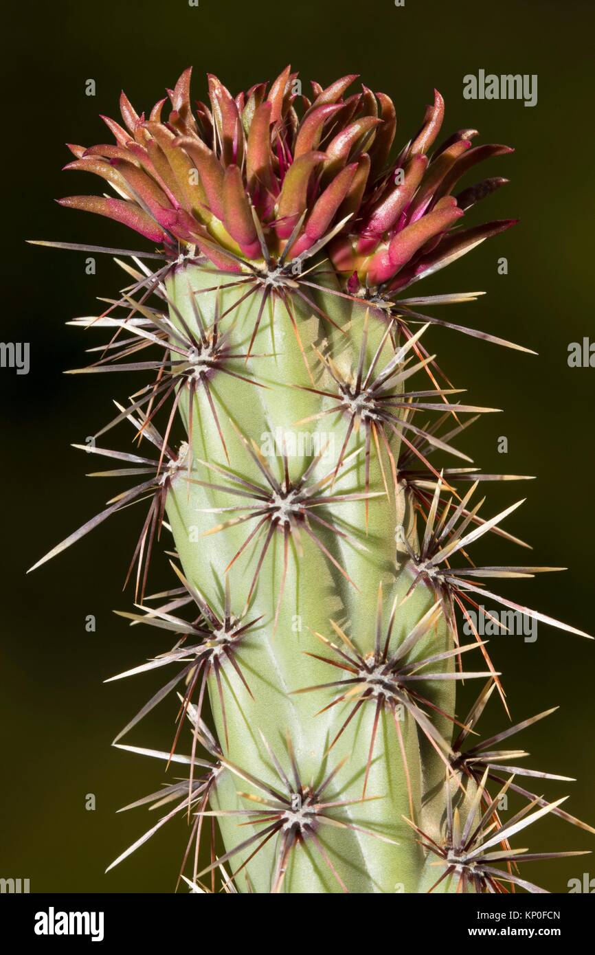 Buckhorn cholla cactus along Pemberton Trail, McDowell Mountain Regional Park, Maricopa County, Arizona. Stock Photo