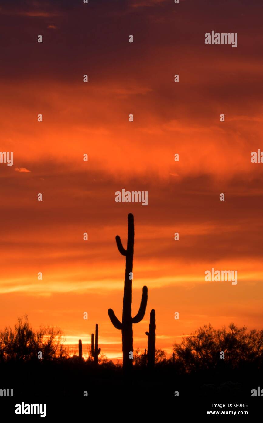 Saguaro sunset, Picacho Peak State Park, Arizona. Stock Photo