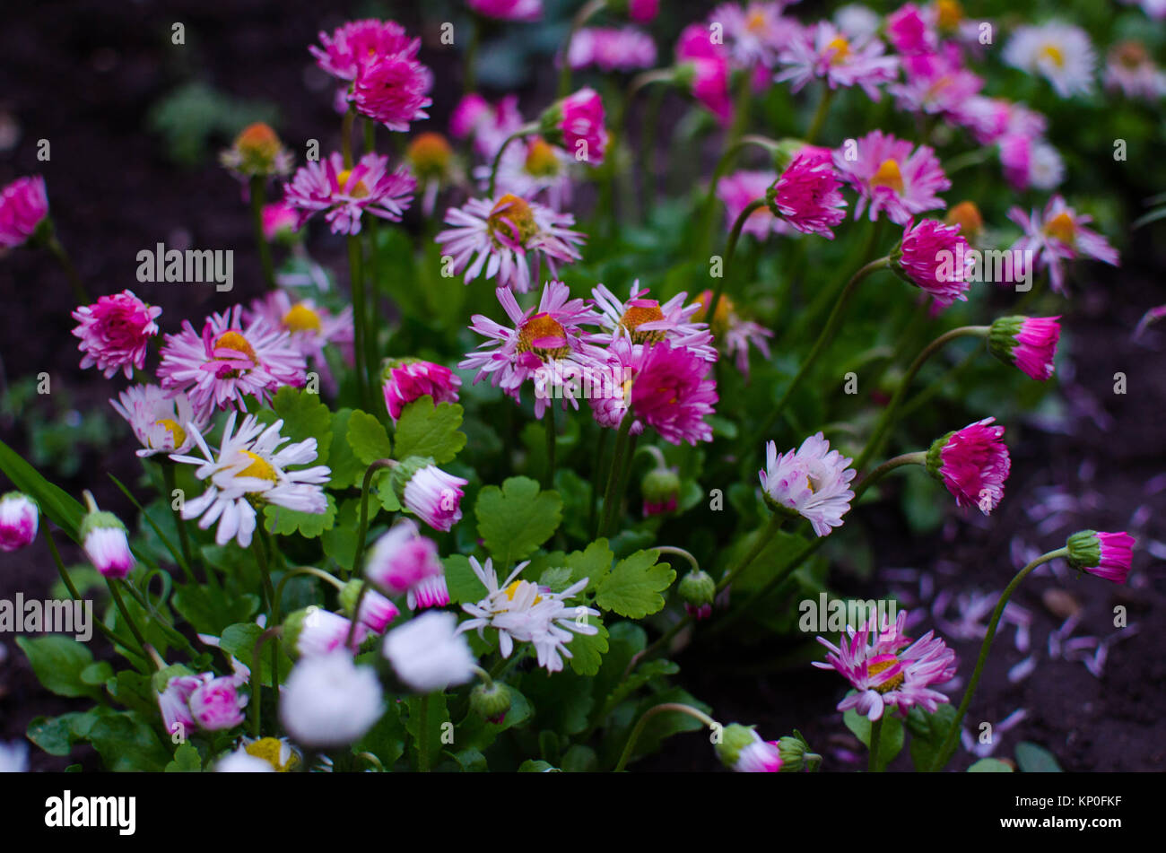 Color Fresh Bloom Colorful fresh flowers Stock Photo - Alamy