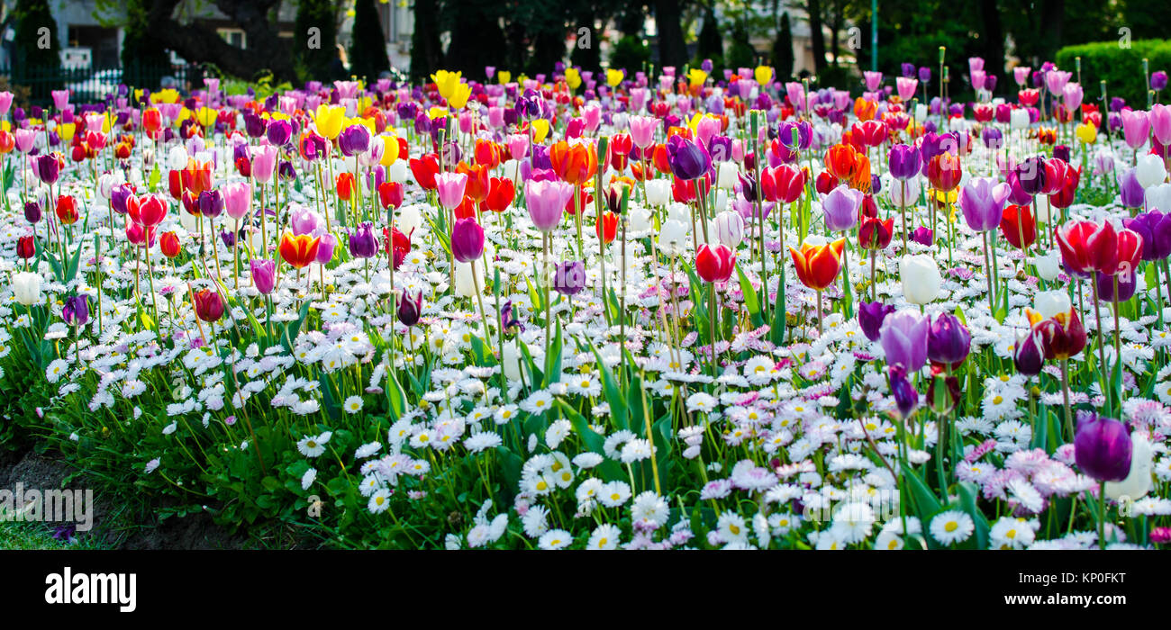 Color Fresh Bloom Colorful fresh flowers Stock Photo - Alamy