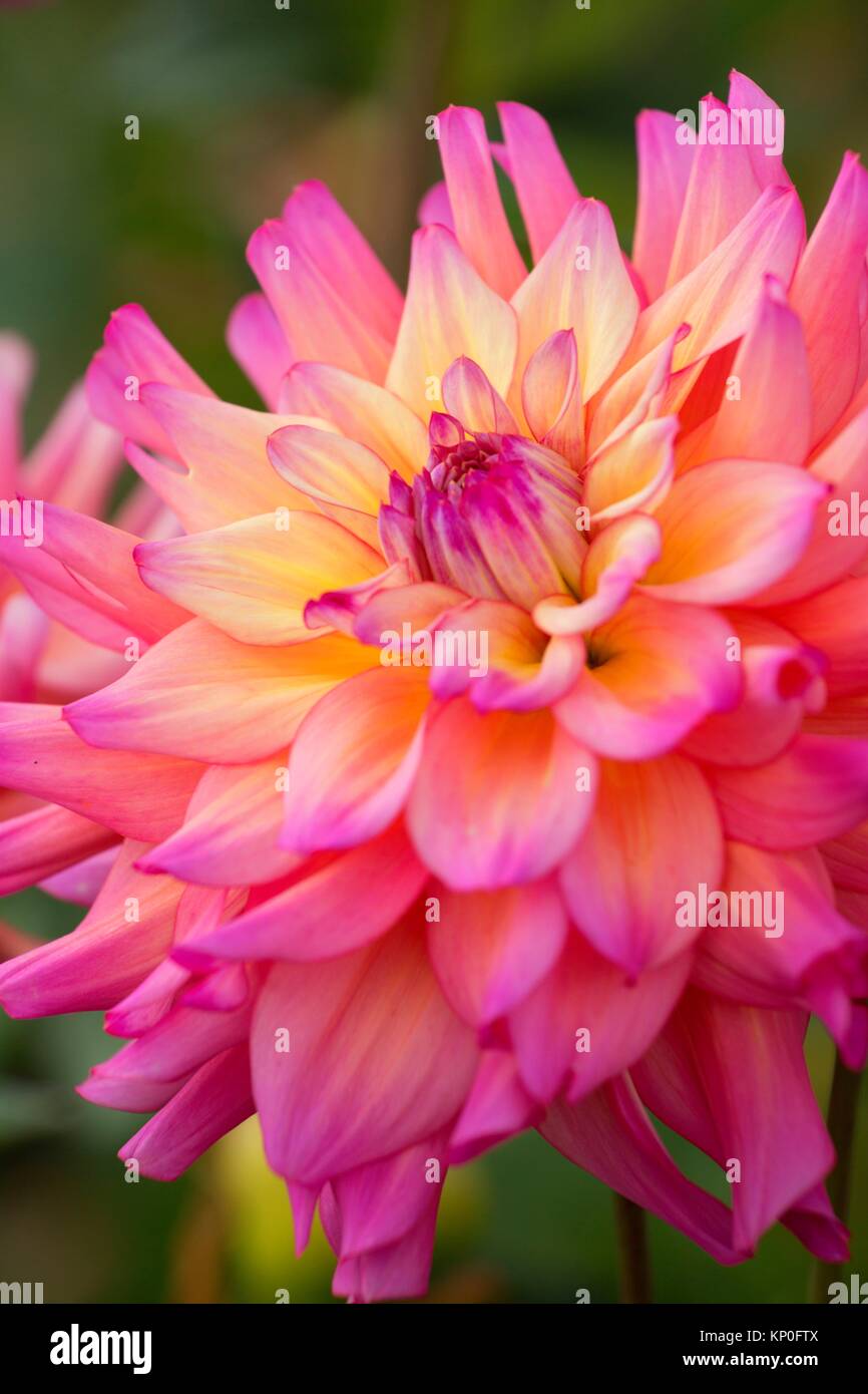 Bahama Mama dahlia, Swan Island Dahlias, Canby, Oregon Stock Photo Alamy