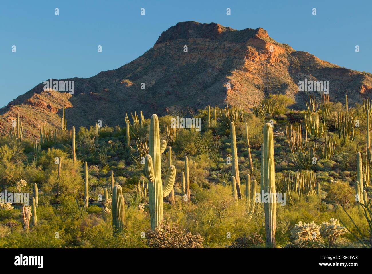 Desert with saguaro along Ajo Mountain Drive, Organ Pipe Cactus National Monument, Arizona. Stock Photo