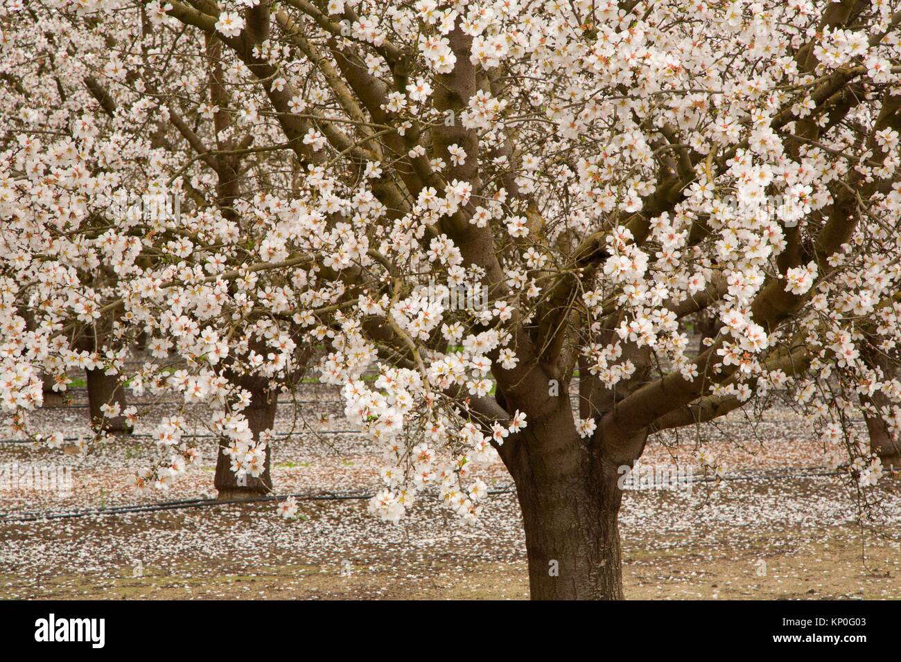 Fruit Orchard Stock Photos & Fruit Orchard Stock Images Alamy