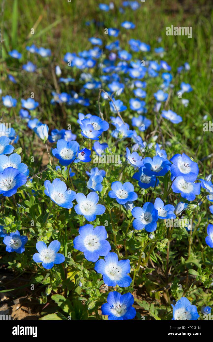 Baby Blue Eyes Nemophila Menziesii Carrizo Plain National Stock Photo Alamy